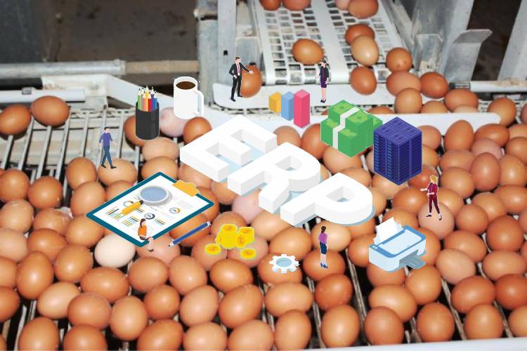 Why Egg Producers Need Food ERP? EcoDocsPro