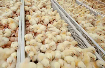 agri-industry-hatcheries​-img