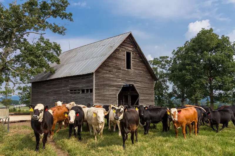 Cattle Processing Management