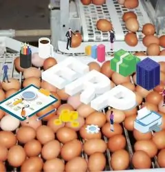 Egg Producers